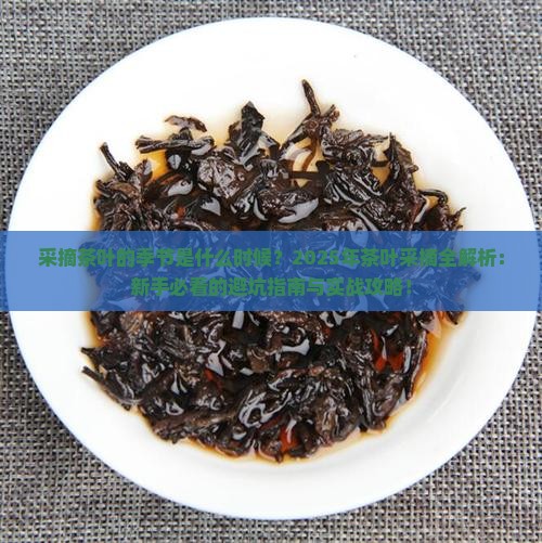 采摘茶叶的季节