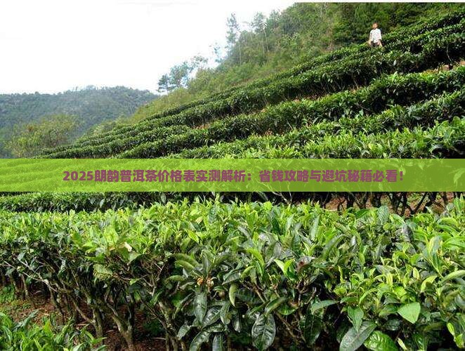 朗韵普洱茶价格表
