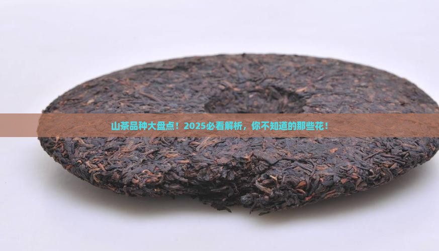 山茶有多少品种