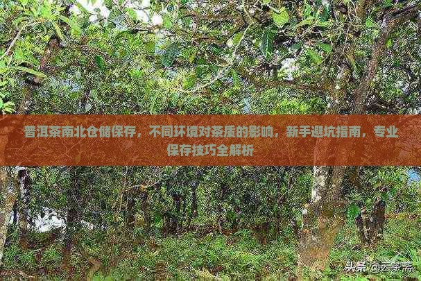 普洱茶南北仓储保存