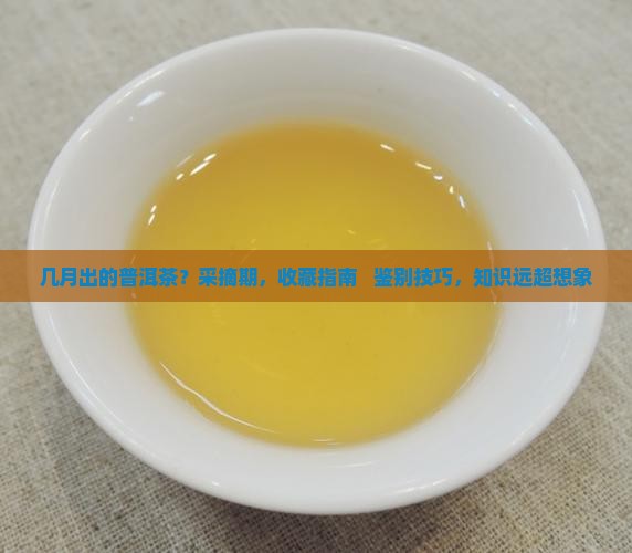几月出的普洱茶