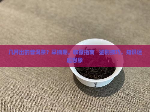 几月出的普洱茶