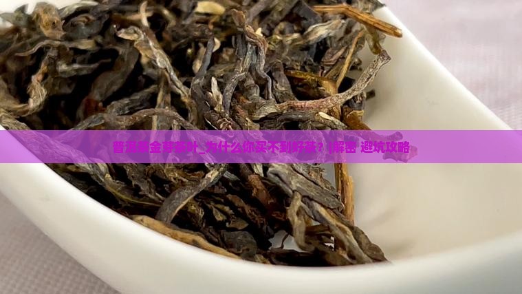 普洱茶金芽茶叶