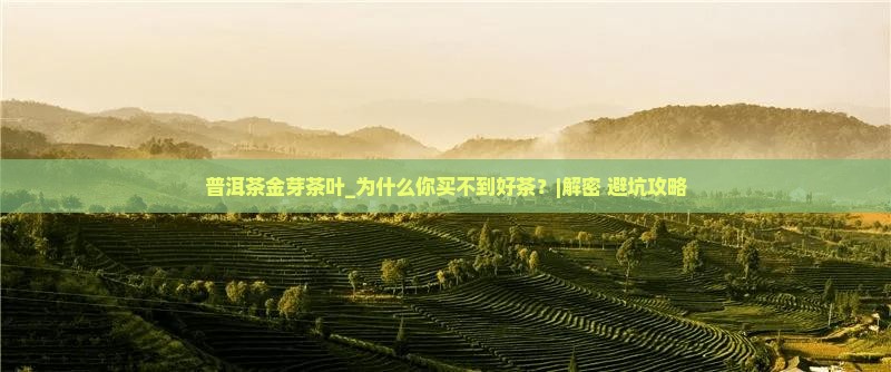 普洱茶金芽茶叶