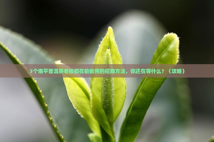 南平普洱茶品牌招商
