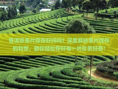 普洱茶单片保存好吗吗