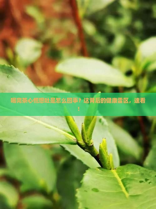 喝完茶心慌想吐是怎么回事
