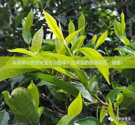 喝完茶心慌想吐是怎么回事