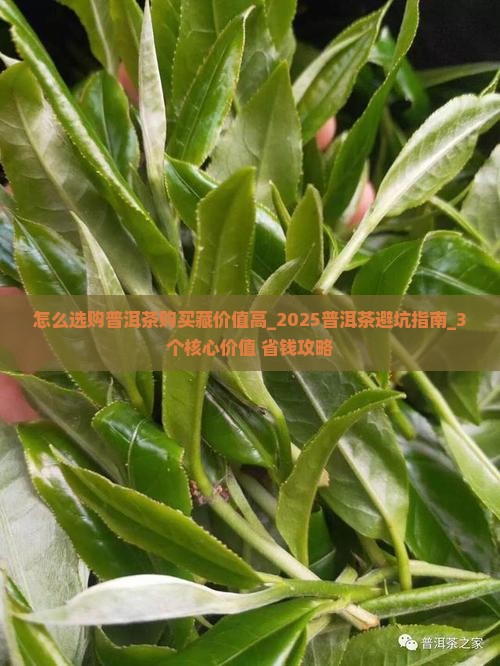 怎么选购普洱茶购买藏价值高