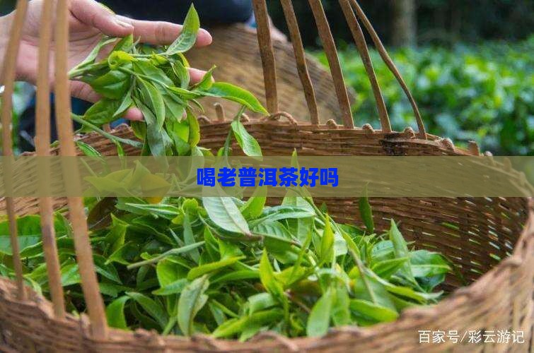 喝老普洱茶好吗