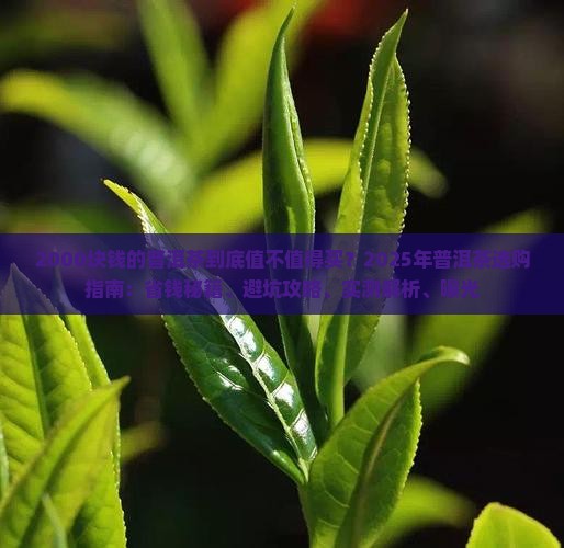 2000块钱的普洱茶