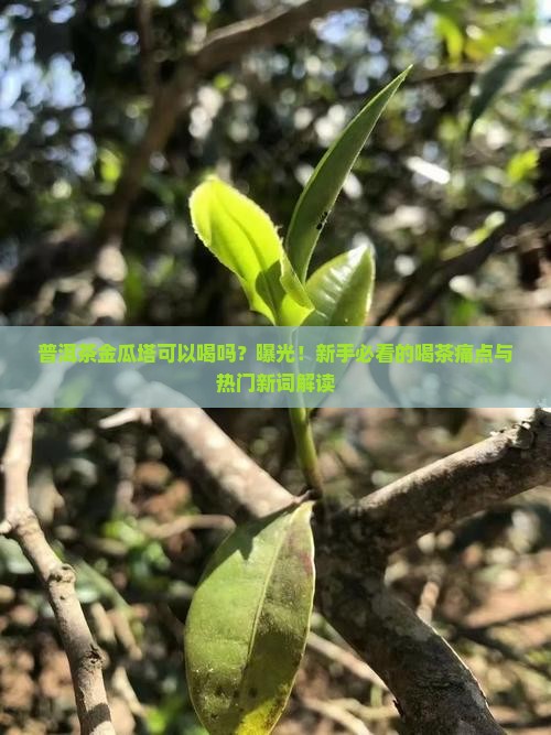 普洱茶金瓜塔可以喝吗 普洱茶金瓜塔可以喝吗