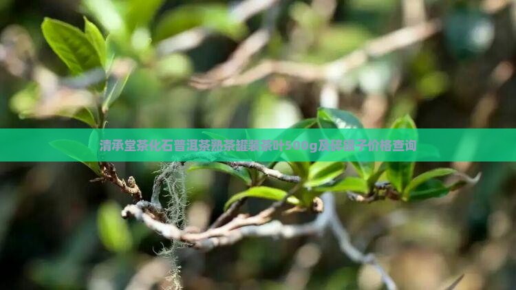 清承堂茶化石普洱茶