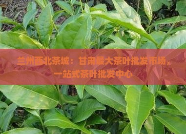 兰州最大的茶叶批发市场