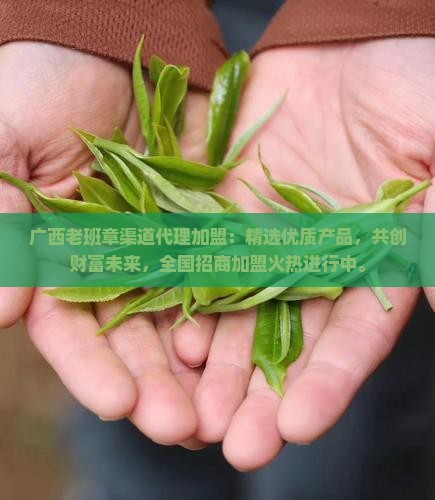 广西老班章渠道代理加盟
