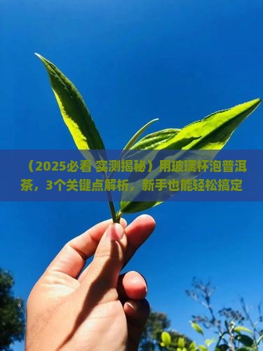 用玻璃杯能泡普洱茶吗吗