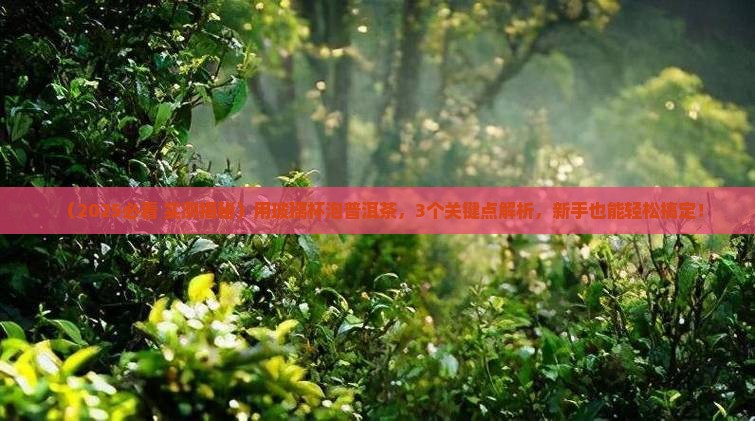 用玻璃杯能泡普洱茶吗吗
