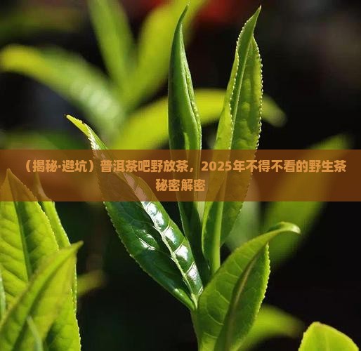普洱茶吧野放茶