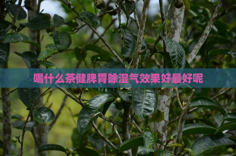 喝什么茶健脾胃除湿气