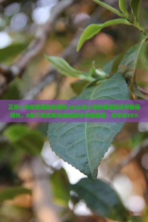 正宗小青柑普洱茶的保存