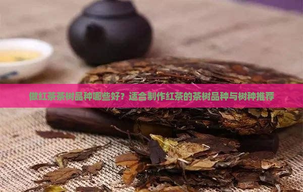 做红茶茶树品种