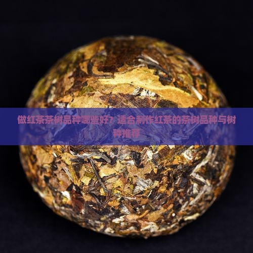 做红茶茶树品种