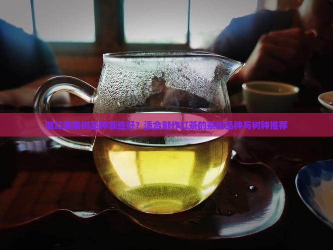 做红茶茶树品种