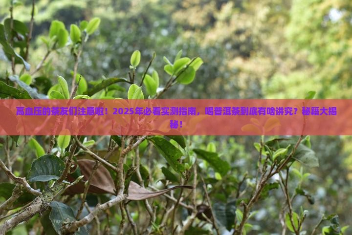 血压高的人喝普洱茶可以吗