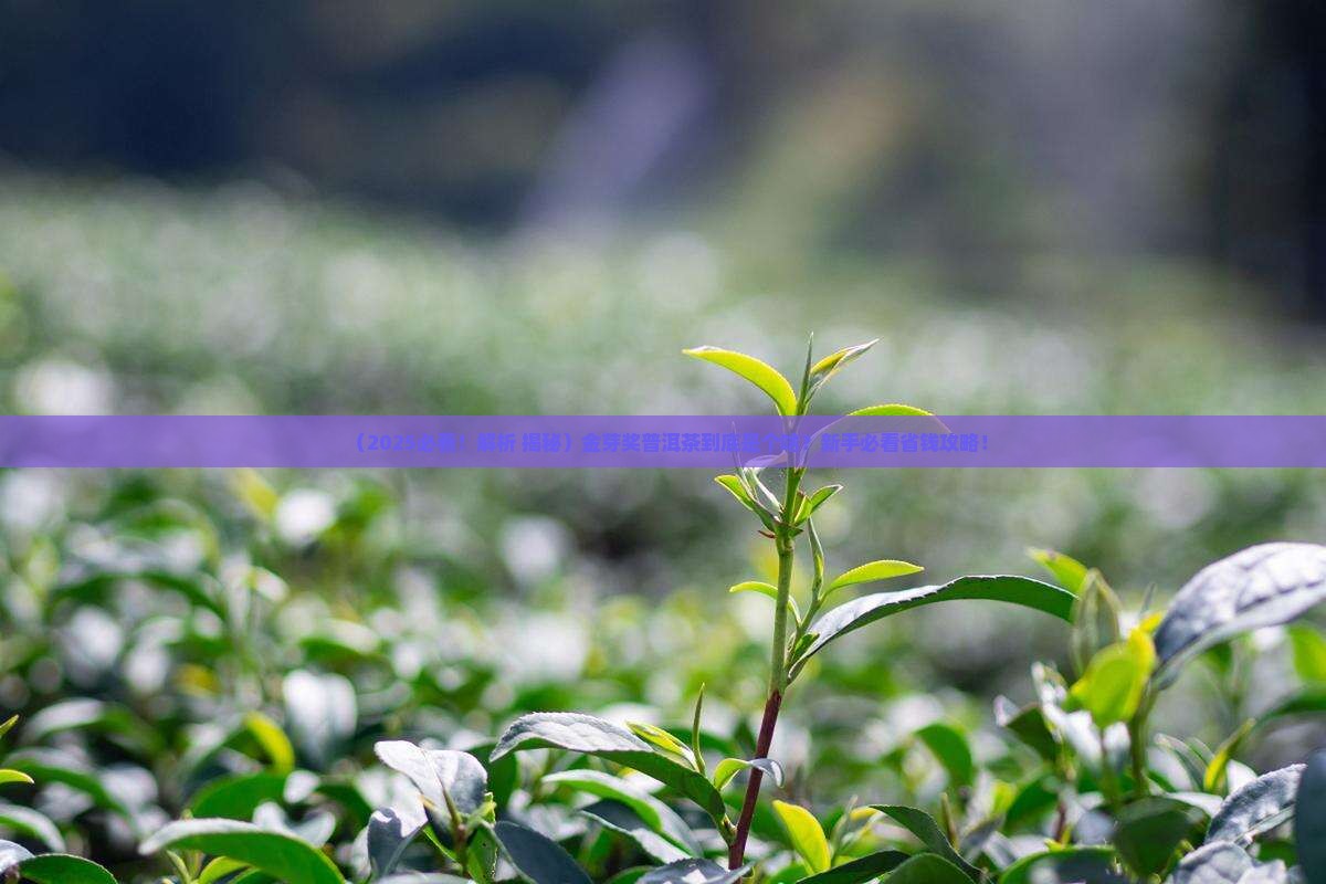 金芽奖普洱茶是什么茶