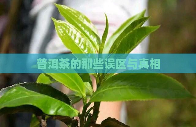 普洱茶的四大忽悠