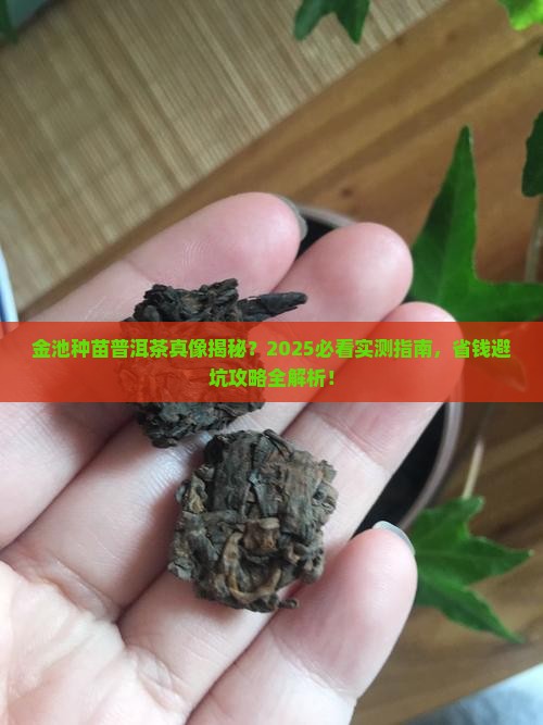 金池种苗普洱茶好吗