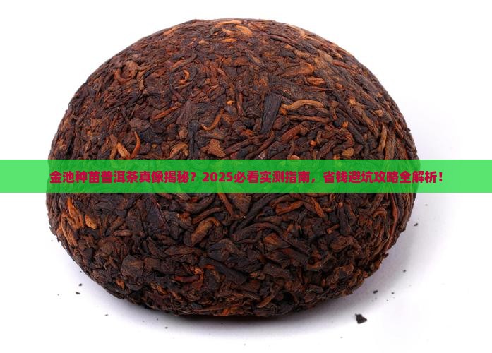 金池种苗普洱茶好吗
