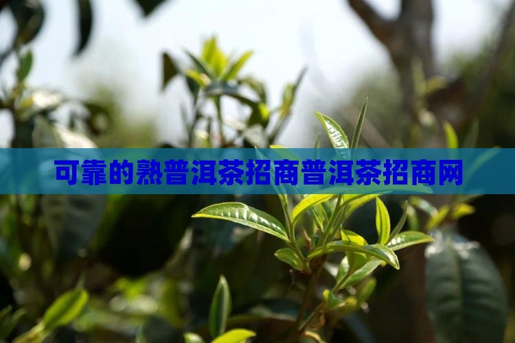 可靠的熟普洱茶招商