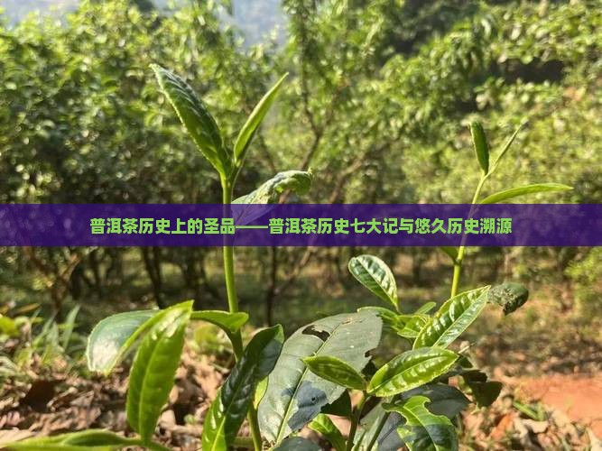 普洱茶历史上的圣品