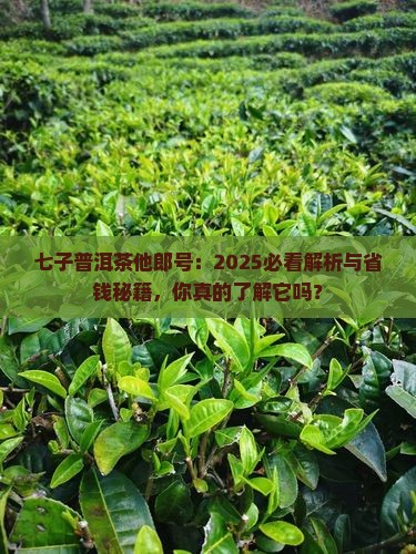 七子普洱茶他郎号