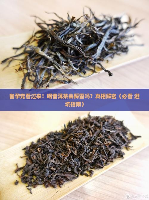 备孕能不能喝普洱茶