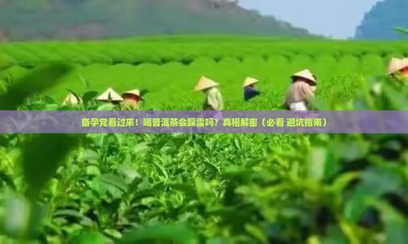 备孕能不能喝普洱茶