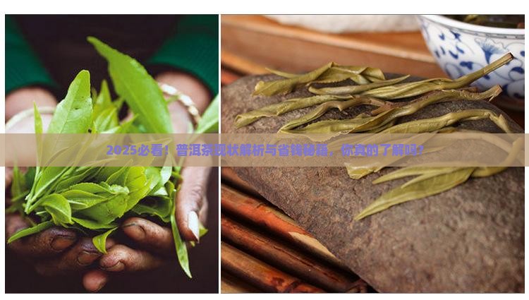 现在普洱茶现状