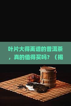 叶片特别大的普洱茶