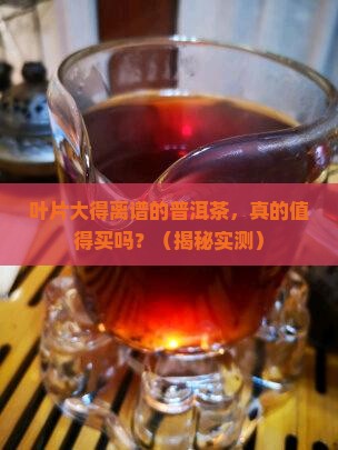叶片特别大的普洱茶