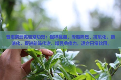 普洱茶武夷岩茶功效