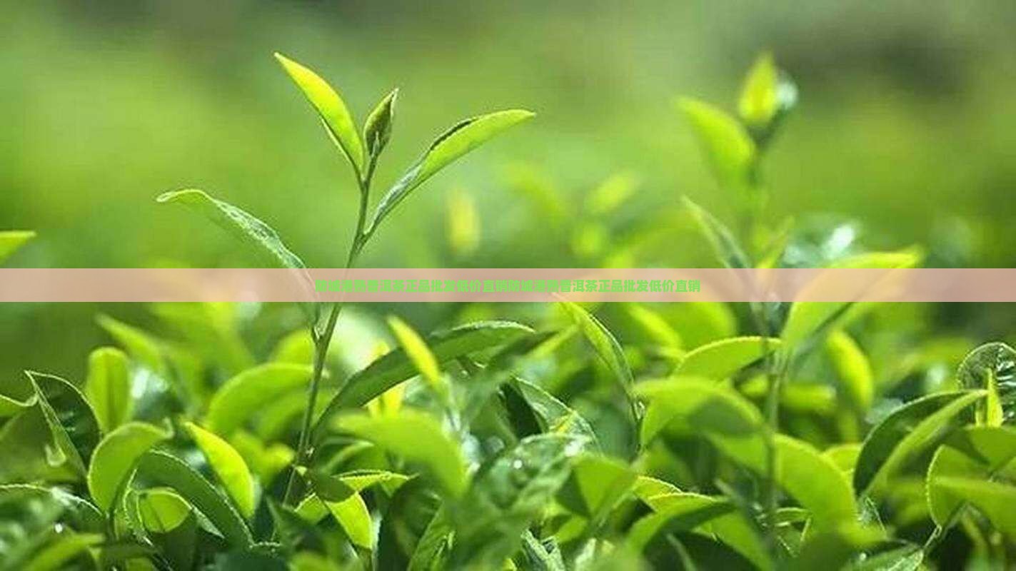 防城港熟普洱茶