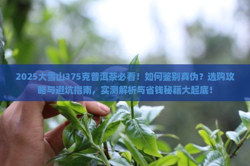 大雪山375克普洱茶