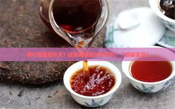 茶叶圆圆是秋天对吗