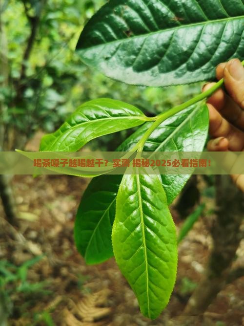 喝茶为啥嗓子越干了