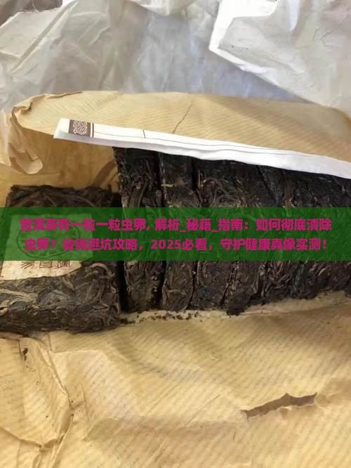 普洱茶有一粒一粒虫卵