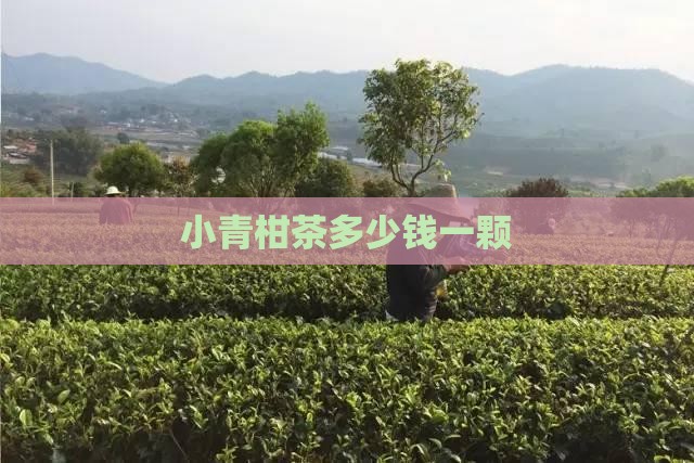小青柑茶多少钱一颗