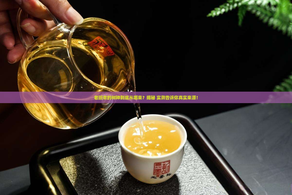 老班章的树种从哪里来