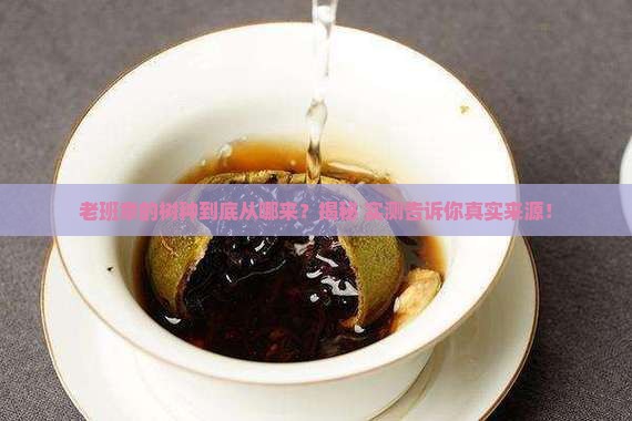 老班章的树种从哪里来