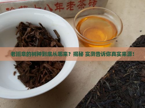 老班章的树种从哪里来